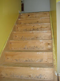 old carpeted stairs, Port Perry Ontario